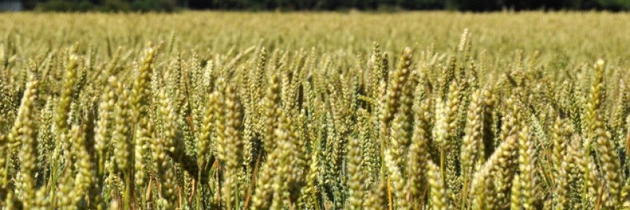 云計算如何應(yīng)用于無人機植保